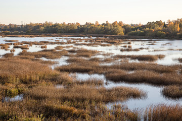 Boggy lake, Latvia.