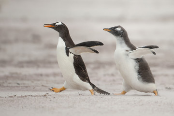 One young gentoo penguin running after the parent and asking for food