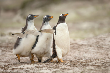 Two gentoo chicks chasing after the parent to be fed in the Falkland islands