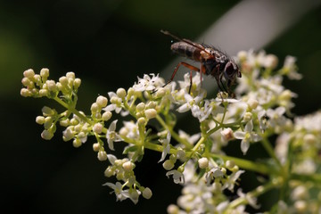 Wiesen-Labkraut (Galium mollugo agg.) mit Fliege
