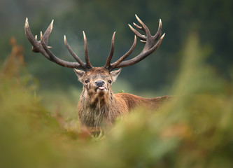 Close up of a red deer during the root sticking the tongue out