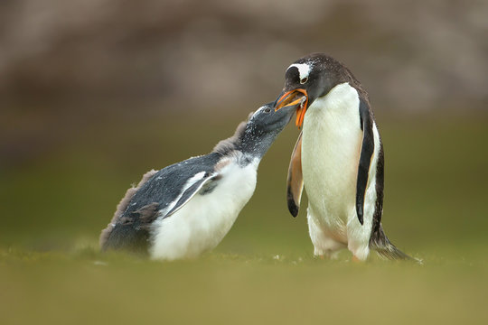 Isolated Adult gentoo penguin feeding a young molting chick in the Falkland islands