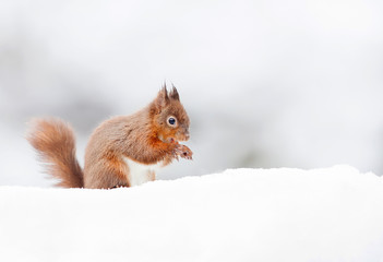 Red Squirrel sitting in the snow in winter, UK
