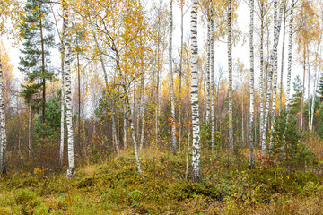 The northern wood with birches in the fall, Latvia.