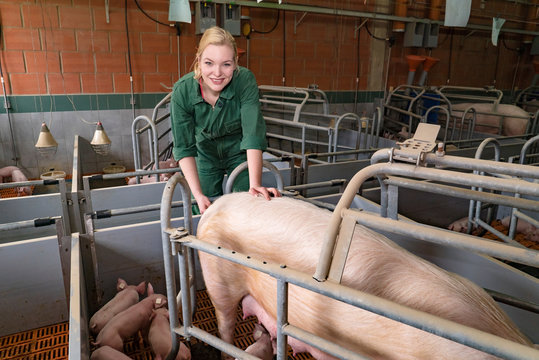 Schweinezucht - junge Bäuerin misst Fieber bei einer Muttersau
