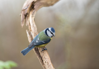 Blue tit Cyanistes caeruleus, sitting on an old, dead branch