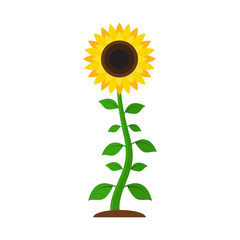Sunflower with green leaves in flat style isolated on white background. Vector Illustration