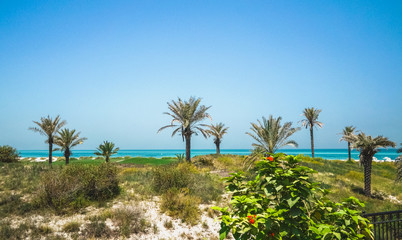 Obraz premium Beautiful beach on Saadiyat island, Abu Dhabi, United Arab Emirates 