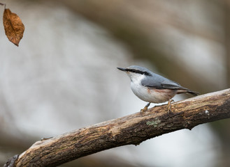 Eurasian Nuthatch, Sitta europaea, sitting on dead branch, vertical image