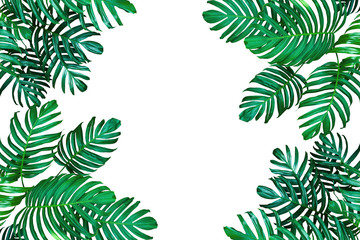 Tropical leaf nature frame layout, Monstera philodendron the evergreen vines plant on white with copy space for tropical background. © Chansom Pantip
