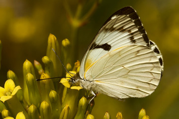 Brown and White Wing Butterfly
