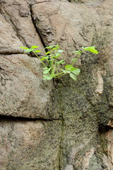 Abstract granite background, texture from another planet, Martian surface, stone background for designer, brown pattern of extraterrestrial life, granite, texture from the future, minimalism, granite 