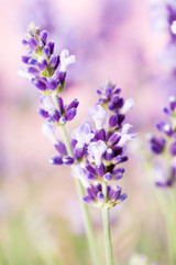 Obraz premium Lavender flowers.