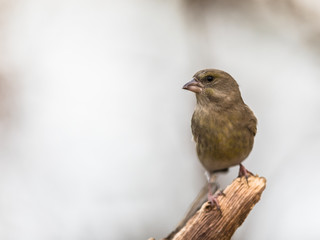Greenfinch Chloris chloris, bird sitting on a dead branch, with soft natural background