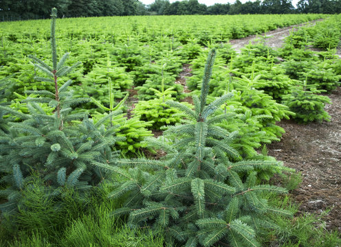 Tannenbaum Plantage für den Weihnachtsverkauf in Schleswig-Holstein, Deutschland 