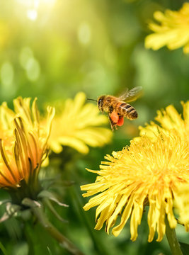 Biene mit gefüllten Pollentaschen fliegt über Löwenzahn im Sonnenschein