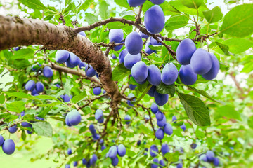 Fototapety  Gałąź śliwki na drzewie w sadzie z dużą ilością owoców na jasnym świetle