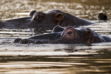 Fototapeta premium HIPPOPOTAMUS AMPHIBIUS, South Africa