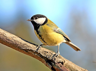 Naklejka premium the titmouse poses for the photo
