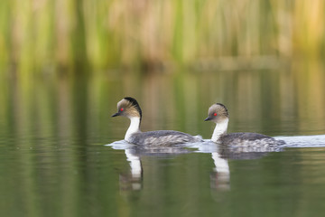 Silvery Grebe, Patagonia, Argentina