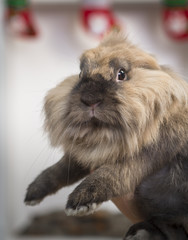 Fototapeta premium Closeup portrait of a pretty decorative rabbit