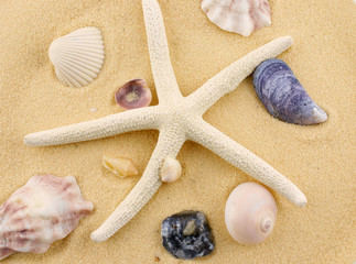 Fototapeta na wymiar starfish and seashells on beach sand 