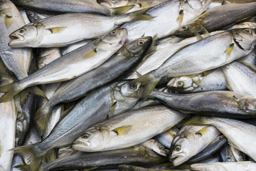 Background of fresh small sea fish shot close-up