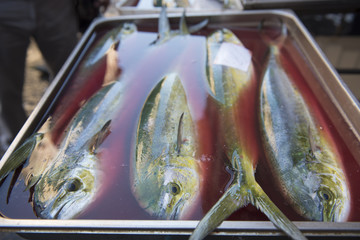 Fish market Catania Sicily