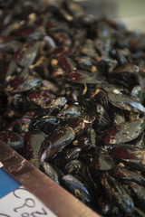 Mussels at fish market Catania Sicily