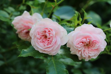 Rose Larissa in Rosa