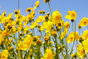 Yellow daisy meadow against a blue sky in Namakwaland