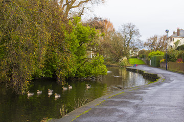 Fototapeta premium Small ducks swimming on the river that flows through Ward Park in Bangor County Down in Northern Ireland
