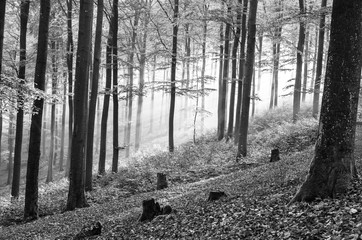 Sunbeams in an old beech forest in autumn, monochrome, Germany