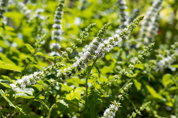 Fototapeta na wymiar Closeup of a blooming peppermint plant, selective focus