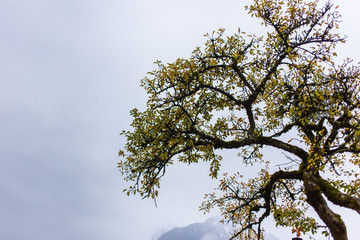 tree in the mist