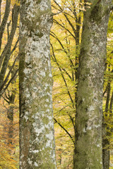 Beech forest in Autumn