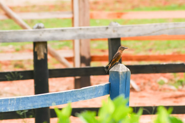 Little bird on blue vence - Sabiá 