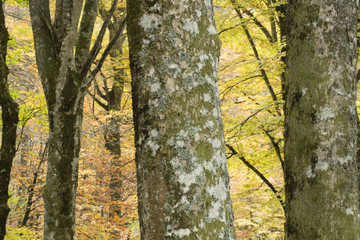 Beech forest in Autumn