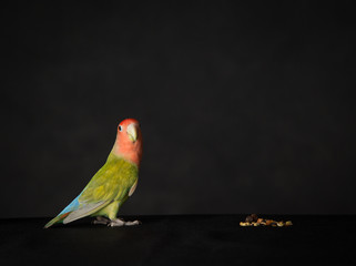 Lovebird on black background 