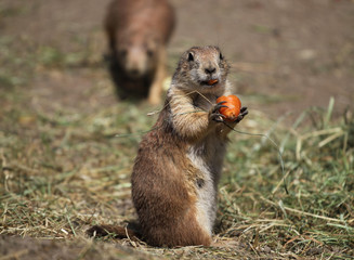Marmots in the zoo