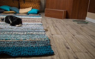 Obraz na płótnie Canvas sweet puppy laying on brown turquoise hand-woven carpet lying on a wooden floor with comfortable blue pillows in the background