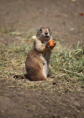 Marmots in the zoo
