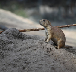 Naklejka na ściany i meble Marmots in the zoo