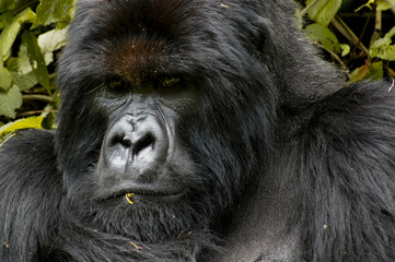 Endangered Adult Mountain Gorilla in Rwanda