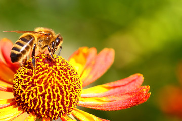 Bee pollinating rudbeckia flowers in the summer 