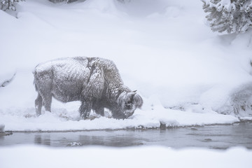 Snow Covered Bison - Yellowstone National Park © junej