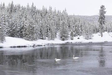 Obraz premium Two Trumpeter Swans during Winter in Yellowstone