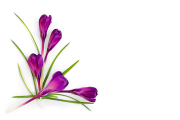 Violet crocuses (Crocus vernus) on a white background with space for text. Top view, flat lay.