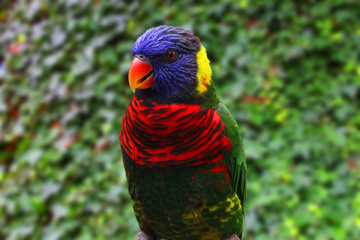 Rainbow Lorikeet Parrot