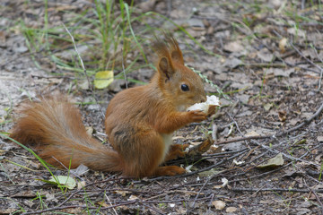 Naklejka na ściany i meble Red squirrel eating bread in the park. Animals